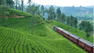 Blue train travelling through the tea country near Ella