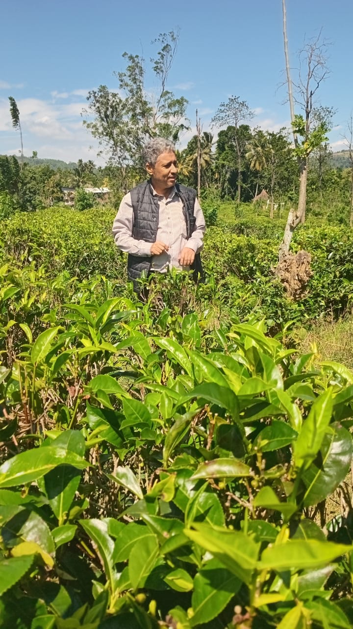 Walk through the cool, green tea country
