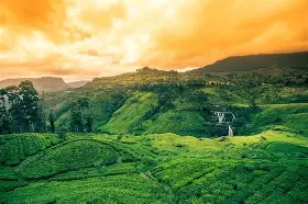 Layered green tea plantations in Nuwara Eliya