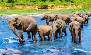 Elephants gathered by the river in Pinnawala