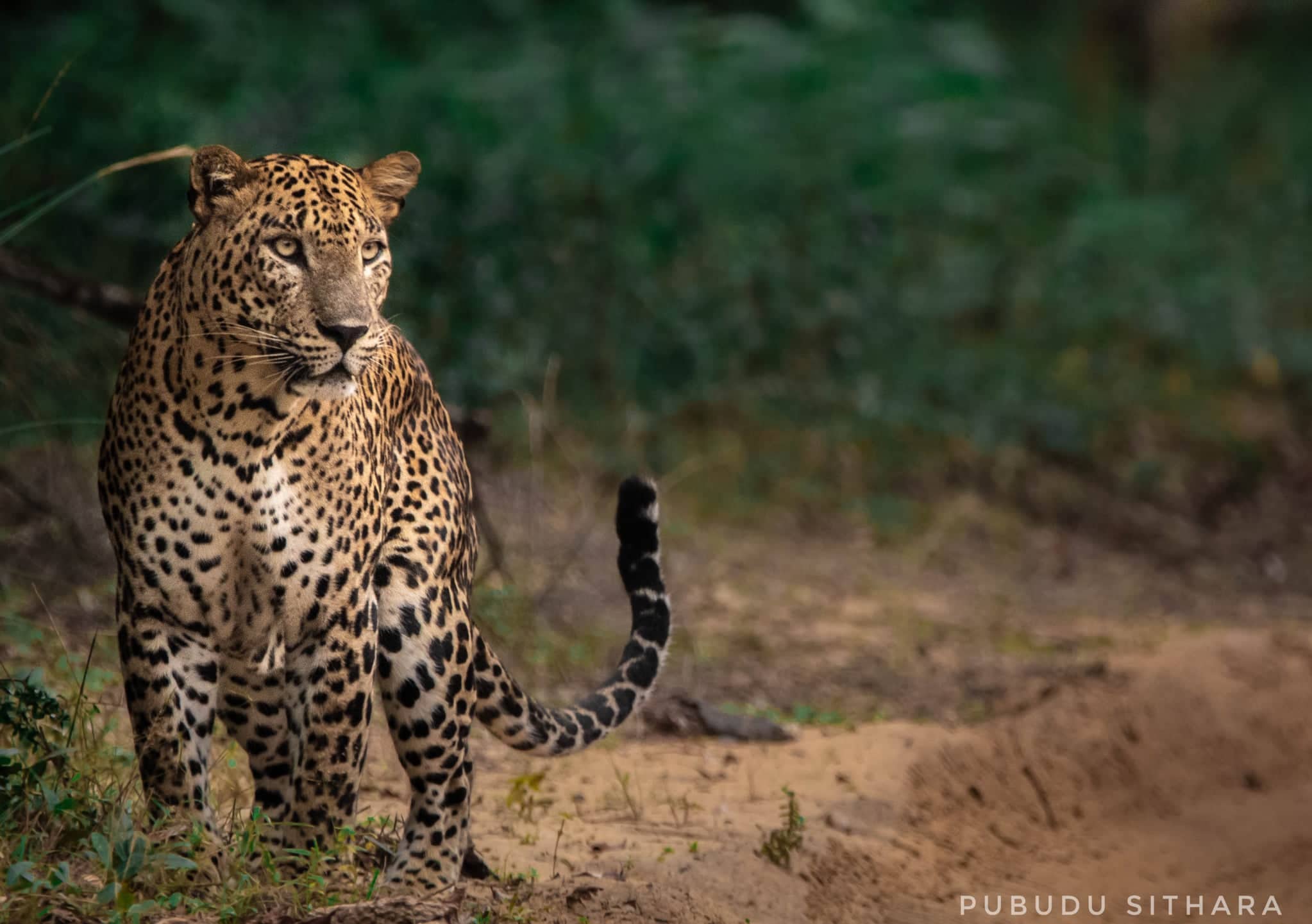 Sri Lankan leopard resting in the wild